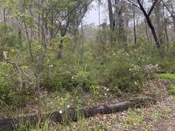 Image of Pimelea spectabilis Lindl.