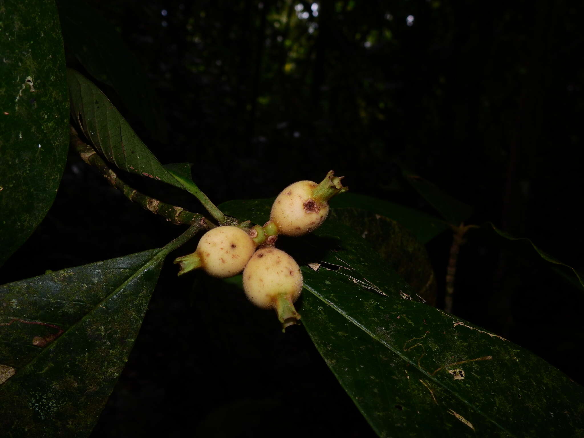 Image of Coussarea spicata Delprete