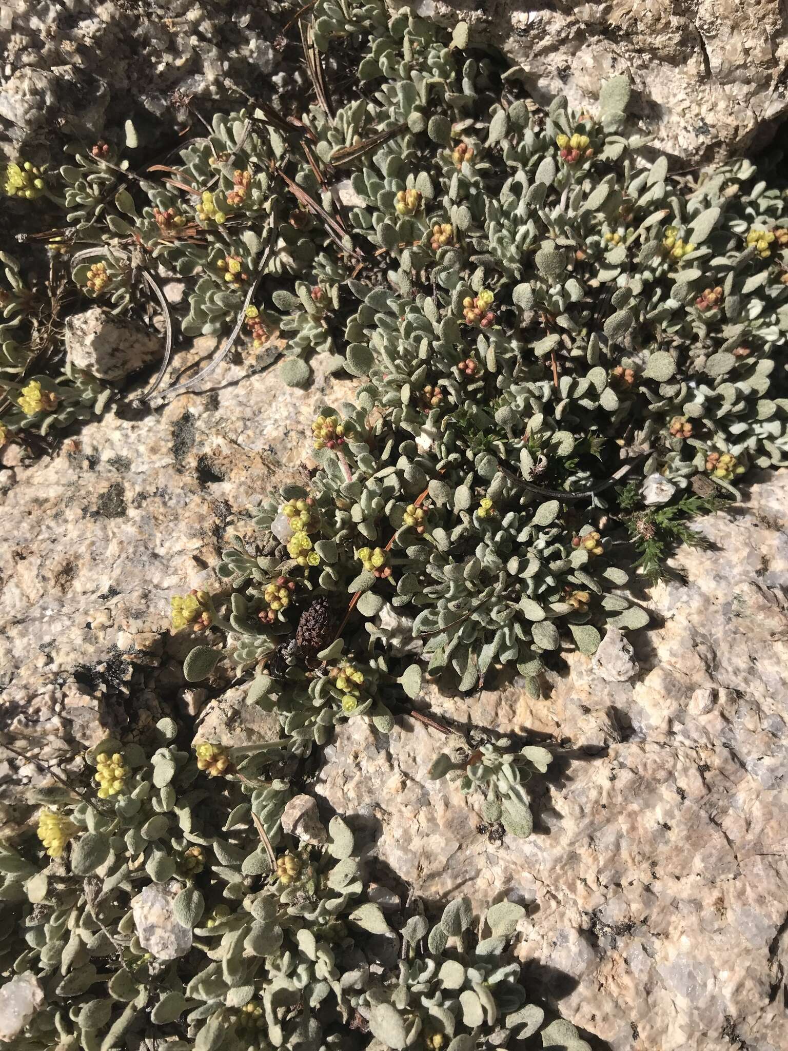 Image of frosted buckwheat