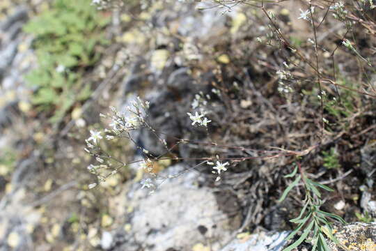 Image of Minuartia setacea (Thuill.) Hayek