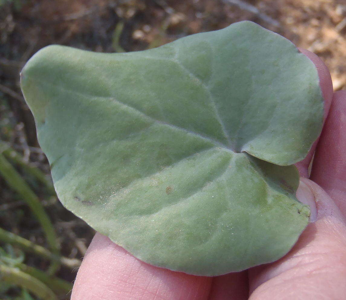 Image of Othonna perfoliata (L. fil.) Sch. Bip.