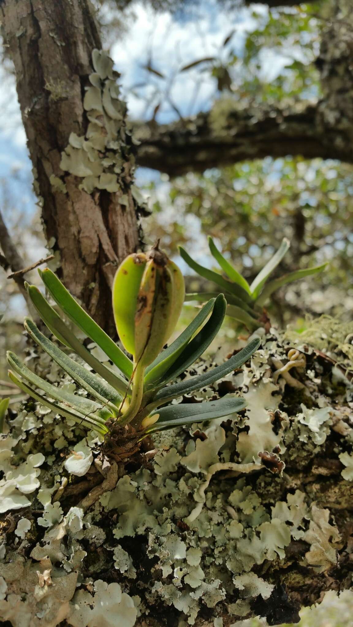 Imagem de Angraecum rutenbergianum Kraenzl.