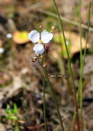 Image de Sagittaria teres S. Watson