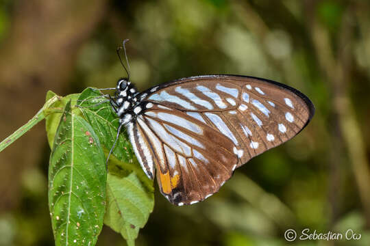 Image of Great Zebra Butterfly