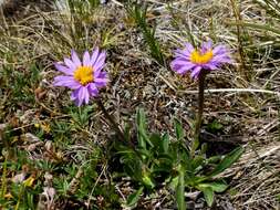 Image of alpine aster