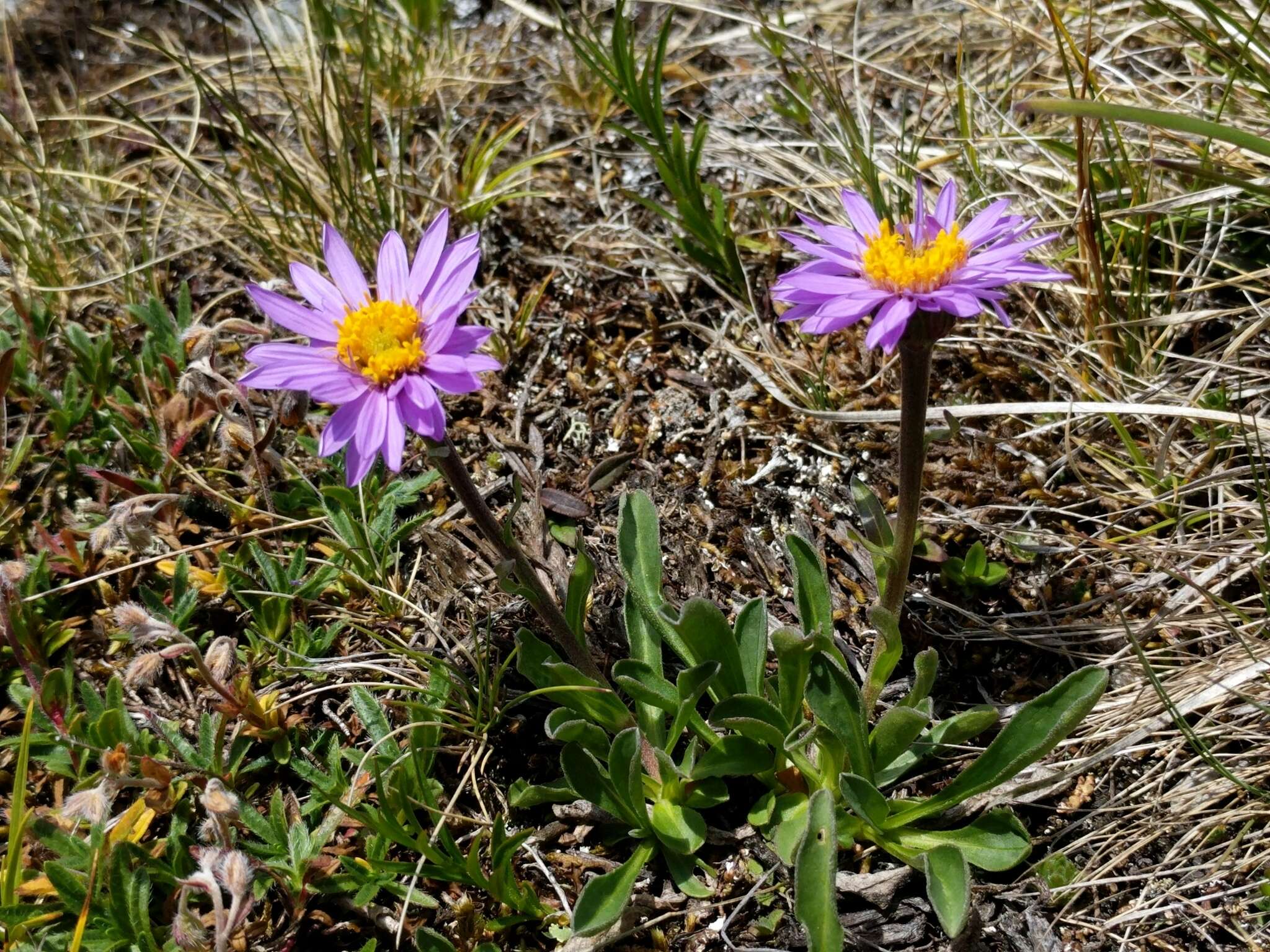 Image of alpine aster