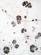 Image of Draparnaldia glomerata