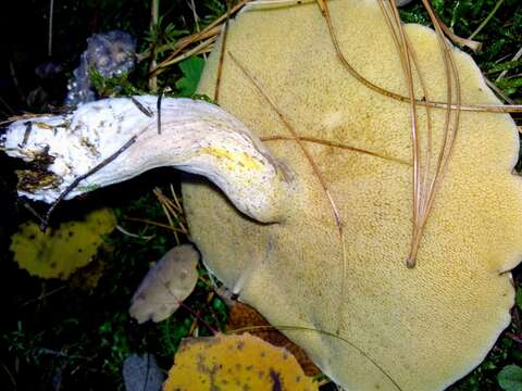 Image of Slippery white bolete