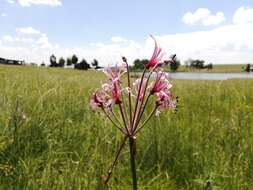 Image of Nerine angustifolia (Baker) W. Watson