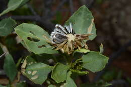 Sivun Encelia densifolia C. Clark & D. W. Kyhos kuva