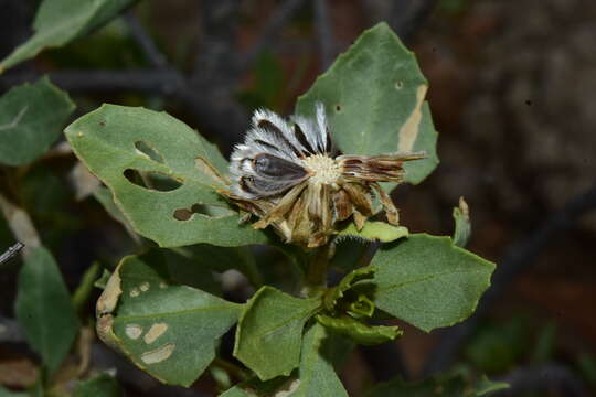 Sivun Encelia densifolia C. Clark & D. W. Kyhos kuva