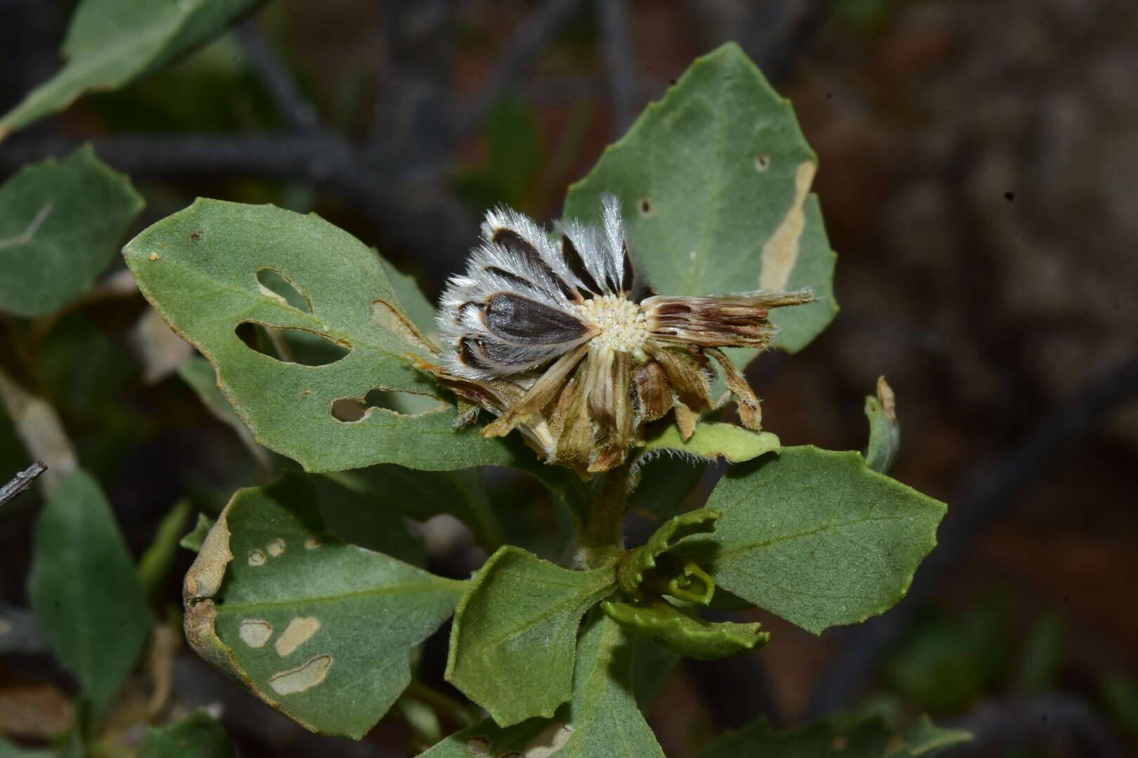 Image of Encelia densifolia C. Clark & D. W. Kyhos