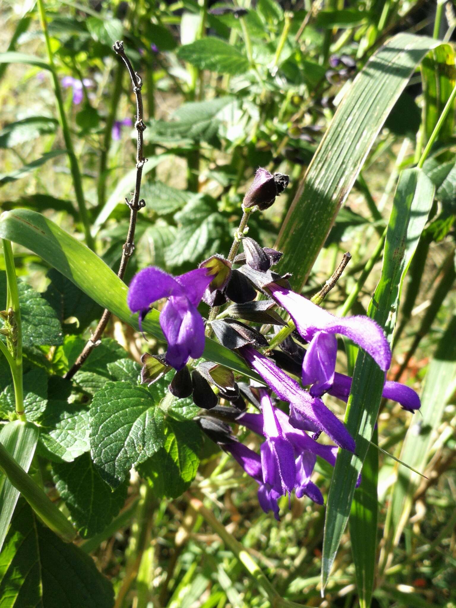 Salvia coerulea Benth. resmi