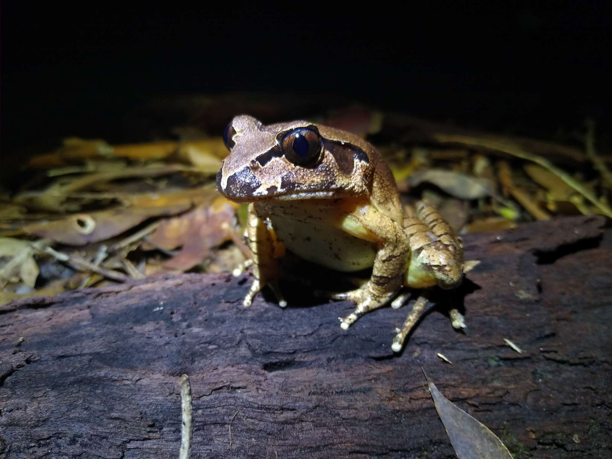 Image of Grey Barred Frog