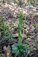 Sivun Arabis sagittata (Bertol.) DC. kuva