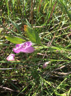 Image of purple false foxglove