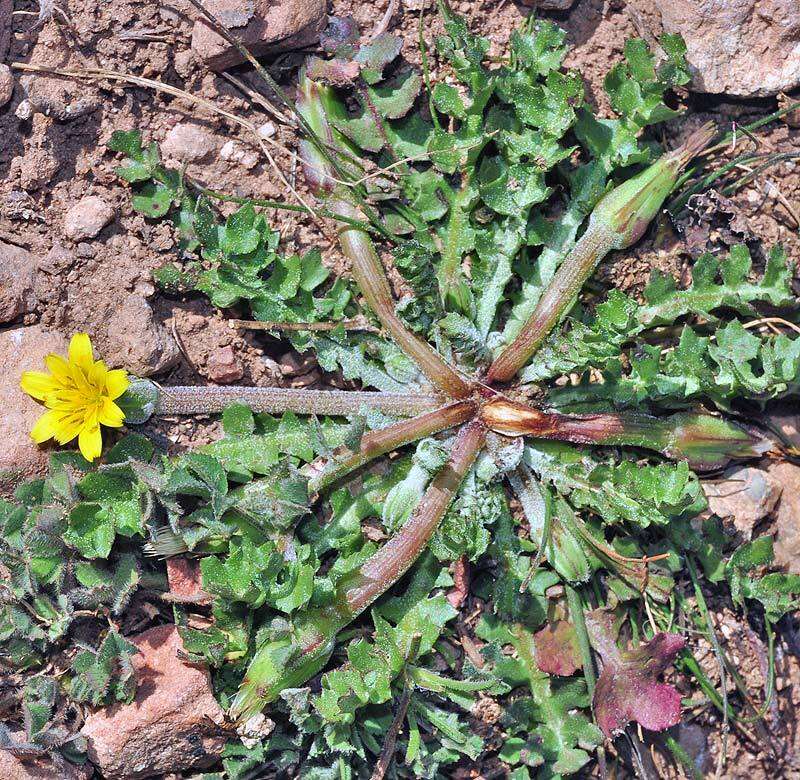 Image of Hyoseris scabra L.