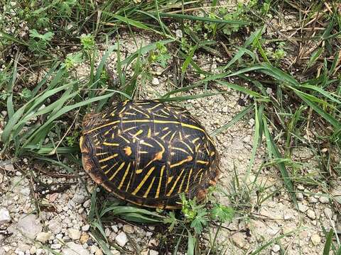 Image of Ornate box turtle