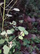 Image of Euphorbia fimbrilligera Mart.