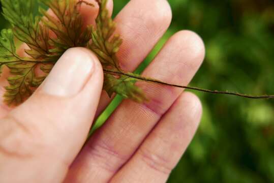 Imagem de Hymenophyllum hirtellum Sw.