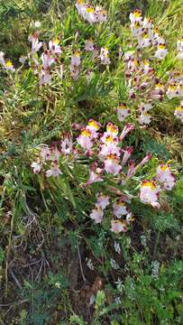 Image of Alstroemeria pulchra subsp. pulchra