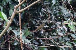 Image of Yellow-whiskered Greenbul