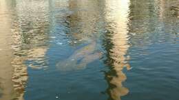 Image of manatees