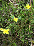 Plancia ëd Hypericum tetrapetalum Lam.