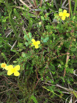 Image of fourpetal St. Johnswort