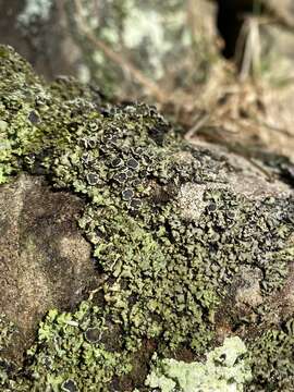 Image of wreath lichen