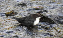 Image of Dipper