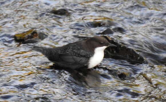 Image of Dipper