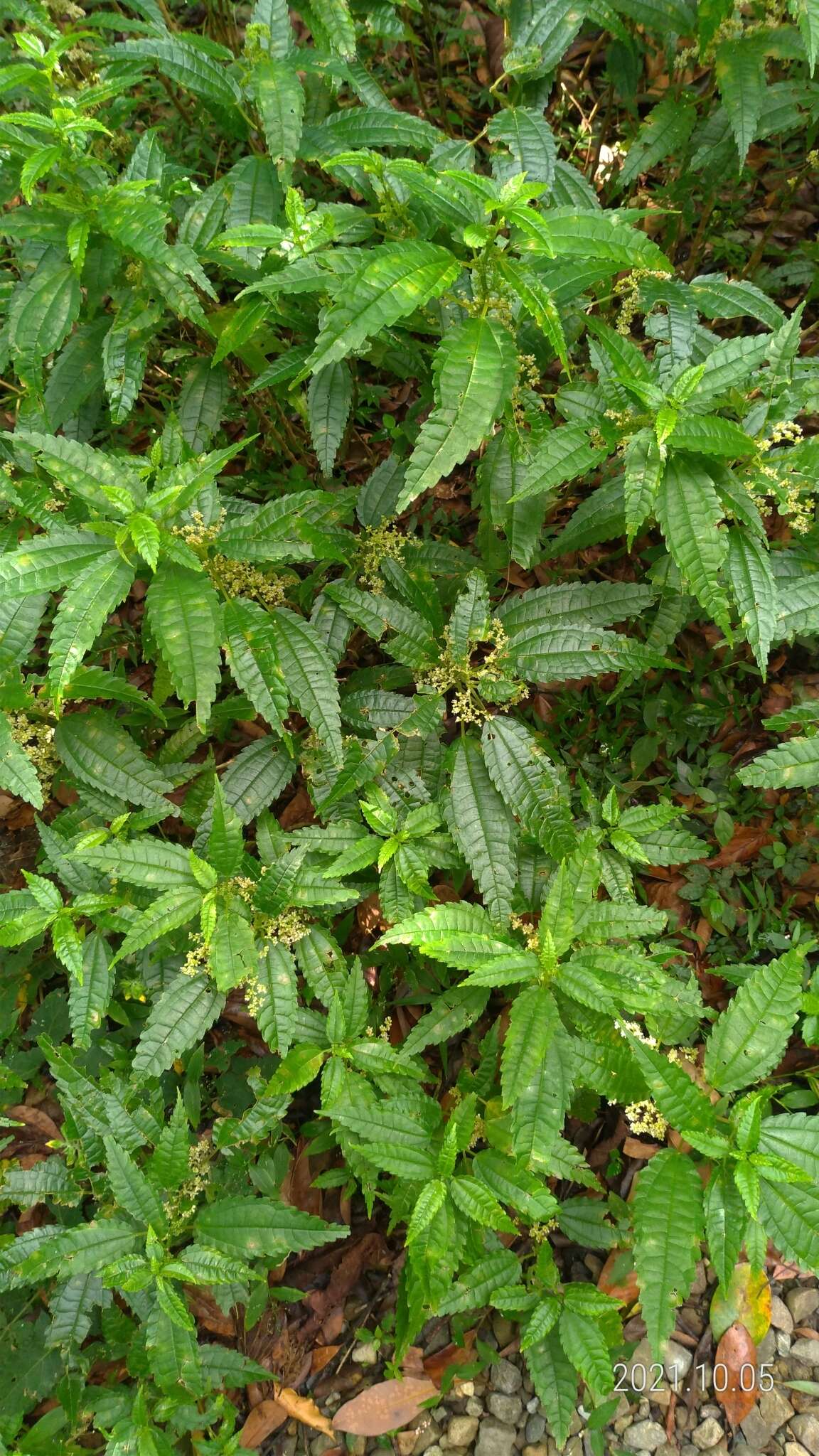 Image of Pilea angulata (Bl.) Bl.