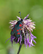 Plancia ëd Zygaena centaureae Fischer de Waldheim 1832