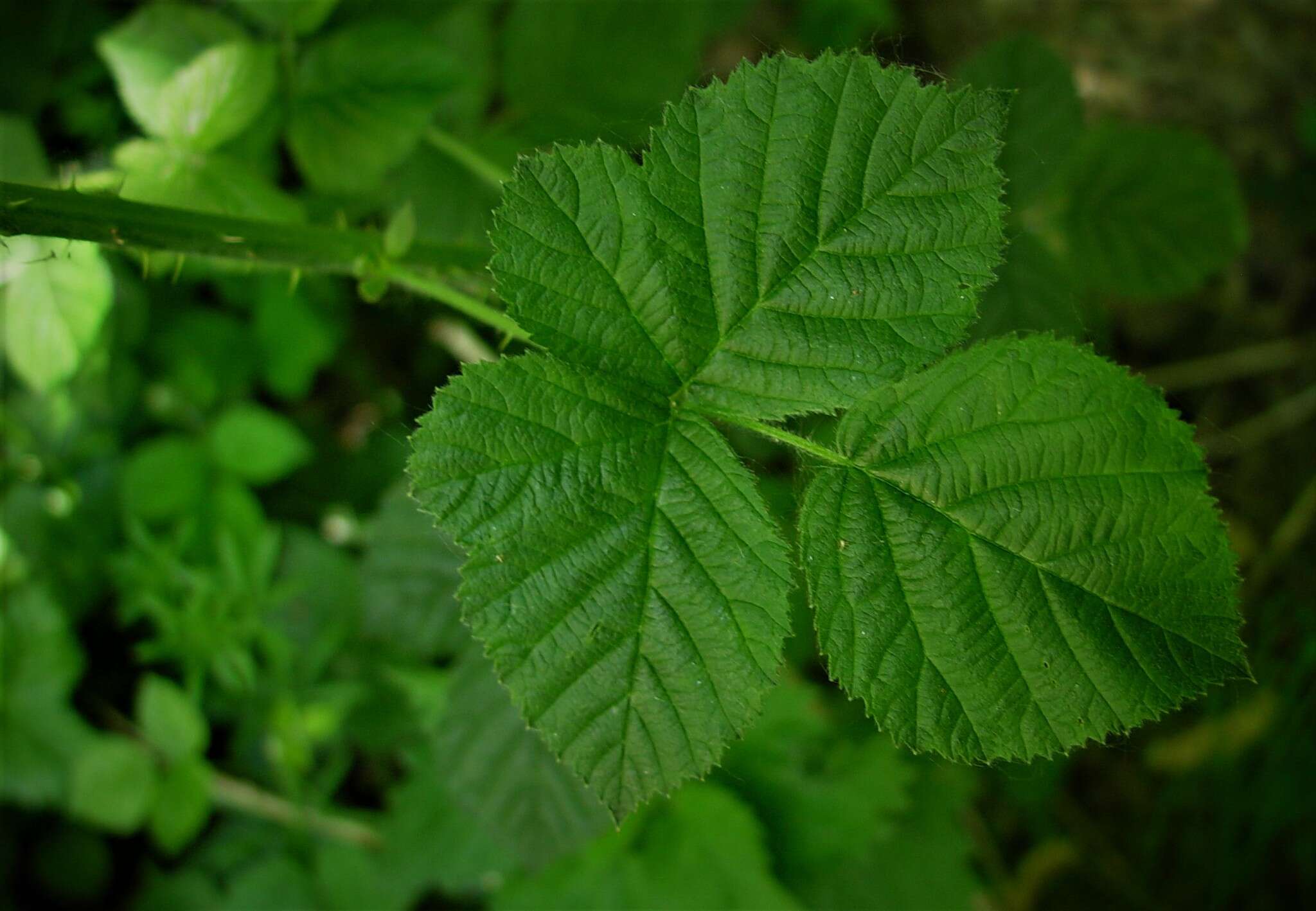 Plancia ëd Rubus warrenii Sudre