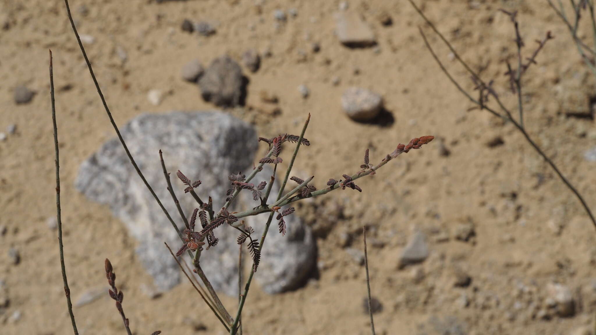 Plancia ëd Hoffmannseggia microphylla Torr.