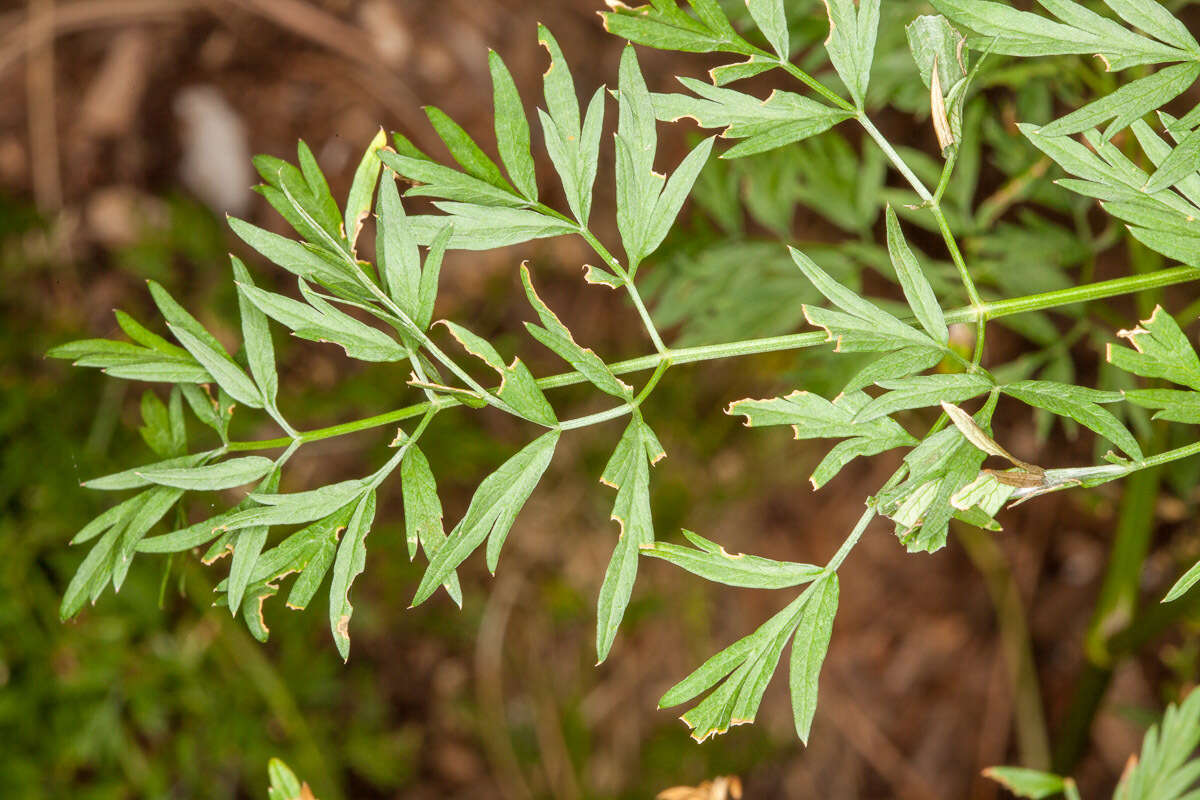 Sivun Selinum silaifolium (Jacq.) Beck kuva