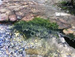 Image of Sea Lettuce