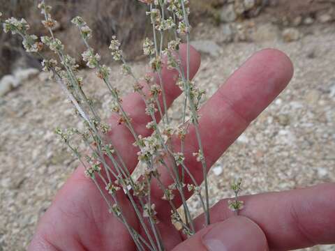 Imagem de Eriogonum polycladon Benth.