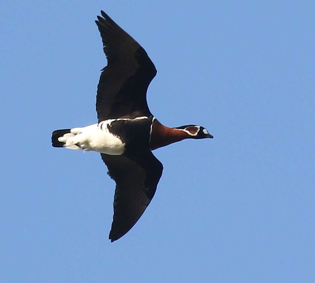 Image of Red-breasted Goose