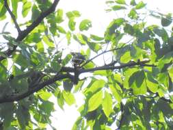 Image of Grey-and-buff Woodpecker