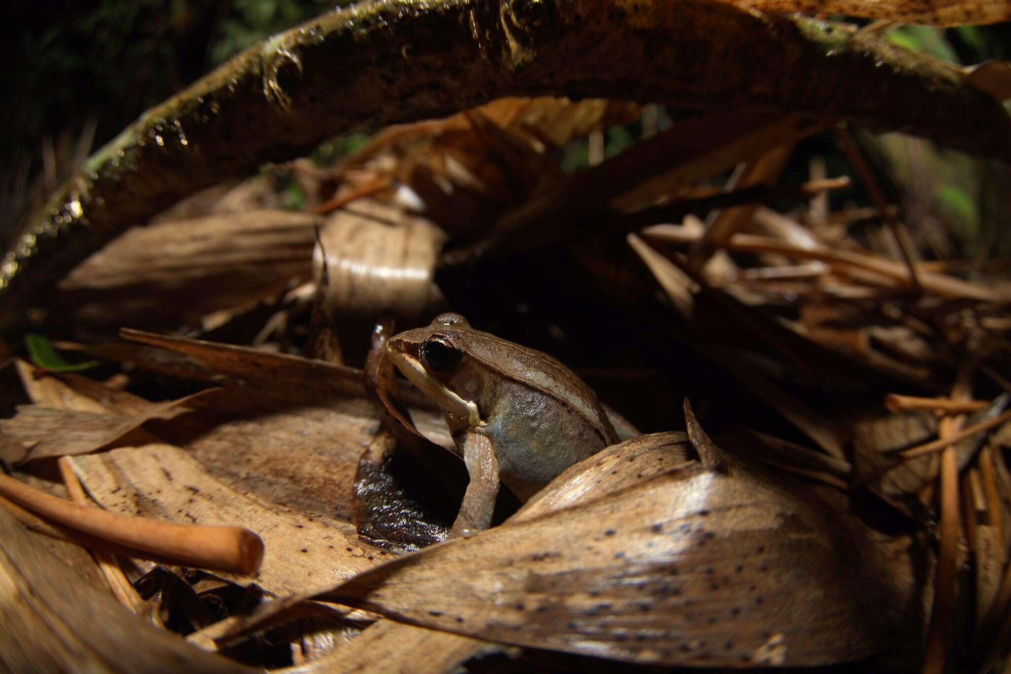 Image of Kampira Falls frog