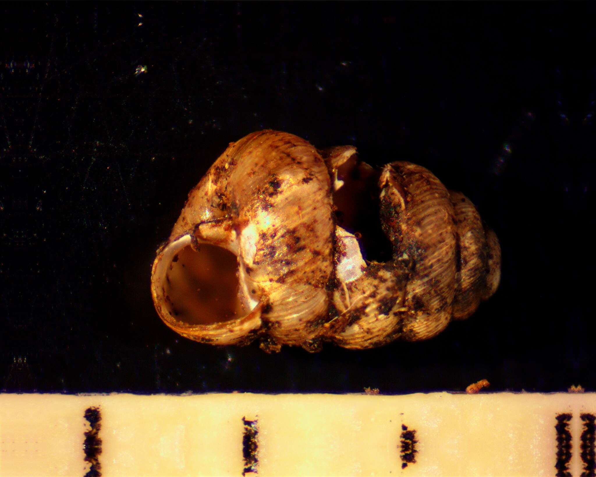 صورة <i>Columella simplex</i>