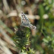 Image of Grizzled skipper