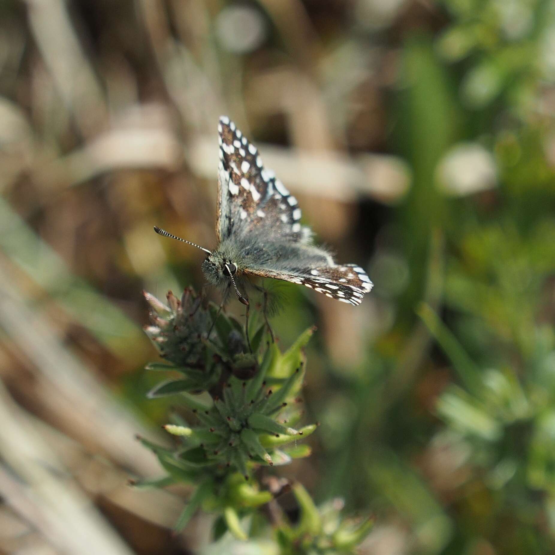 Imagem de Pyrgus malvae Linnaeus 1758