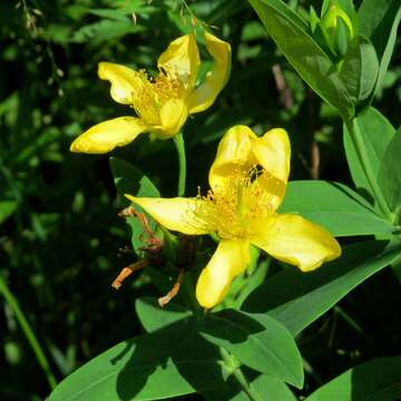 Image of Hypericum ascyron subsp. pyramidatum (Dryand. ex Ait.) N. Robson