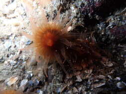 Image of Alaska stony coral