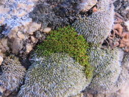 Image of Wright's jaffueliobryum moss