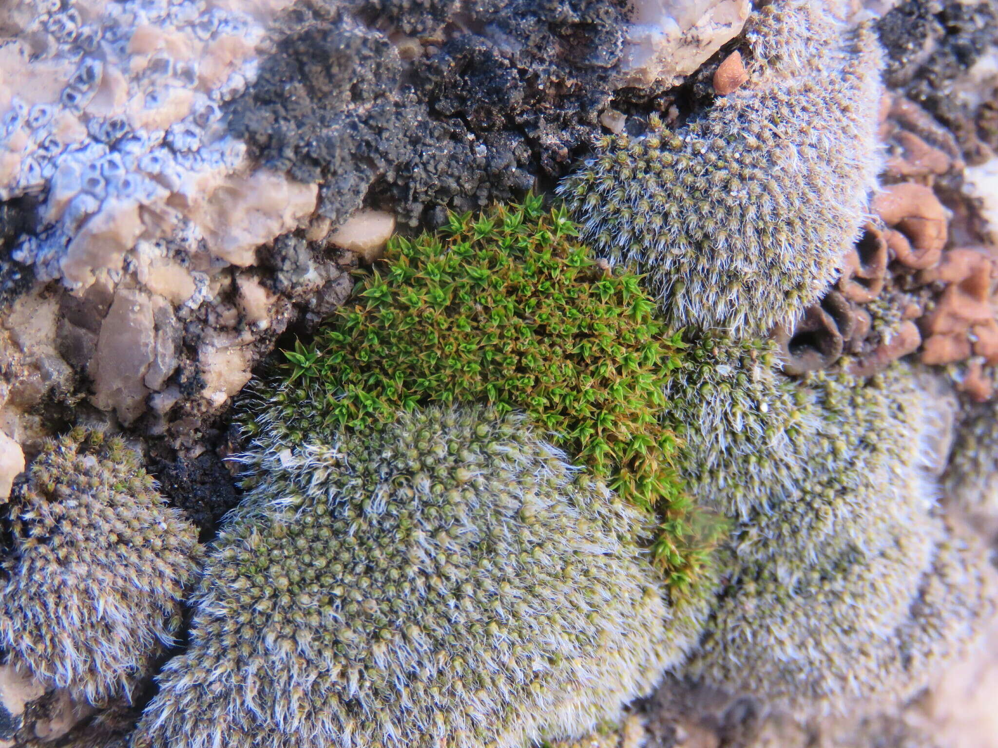 Image of Wright's jaffueliobryum moss