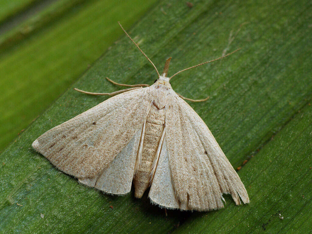 Image of dotted fan-foot